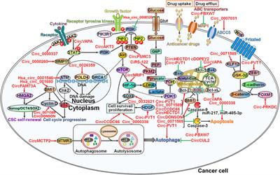 The Emerging Roles of Circular RNAs in the Chemoresistance of Gastrointestinal Cancer